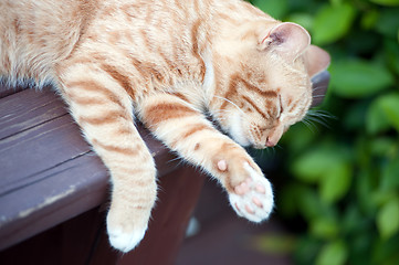 Image showing Sleeping cat