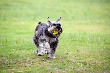 Image showing Miniature schnauzer dog