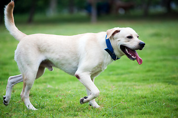 Image showing Labrador dog running