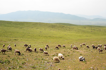 Image showing Goats in grassland