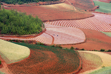 Image showing Field landscape