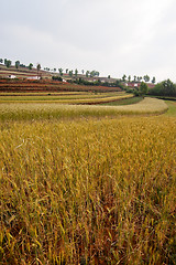 Image showing Wheat field landscape