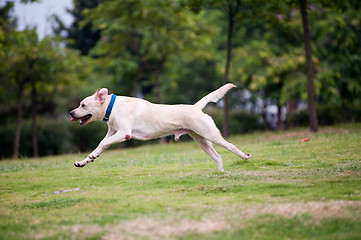 Image showing Labrador dog running