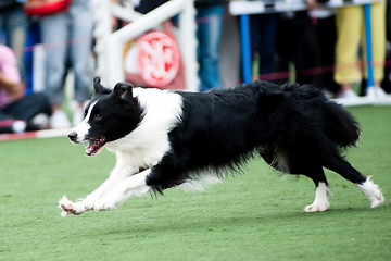 Image showing Border Collie dog running