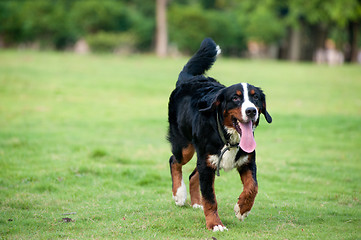 Image showing Bernese mountain dog