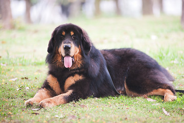 Image showing Tibetan Mastiff Dog