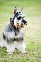 Image showing Miniature schnauzer dog