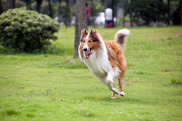 Image showing Collie dog running