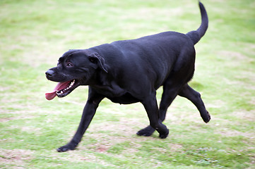 Image showing Labrador dog running