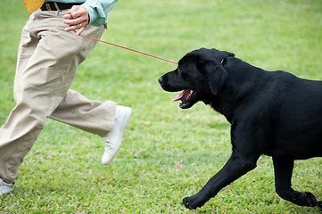 Image showing Master playing with his dog