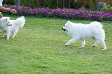 Image showing Samoyed dog running