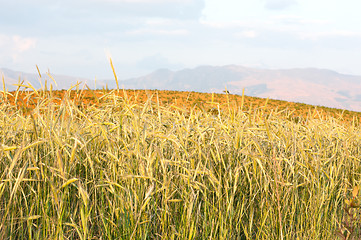 Image showing Wheat field