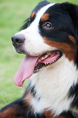 Image showing Bernese mountain dog