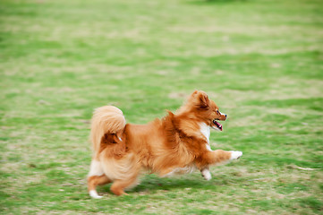 Image showing Pomeranian dog running