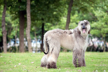 Image showing Afghan hound dog standing