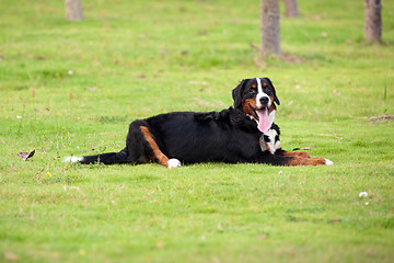 Image showing Bernese mountain dog