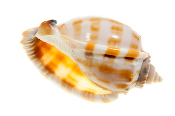 Image showing Shell