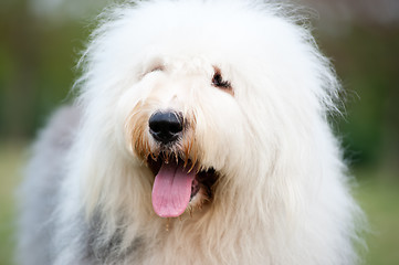 Image showing Old English sheepdog