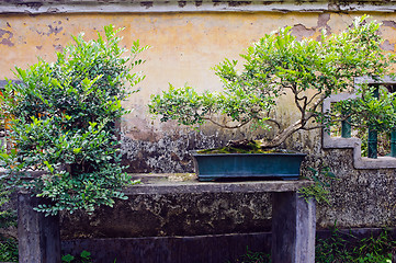 Image showing Chinese bonsai