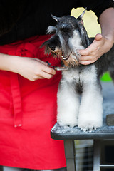 Image showing Miniature Schnauzer dog haircut