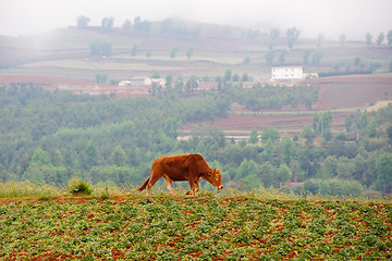 Image showing Cattle in wheat field
