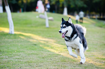 Image showing Alaskan Malamute dog running