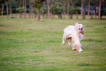 Image showing Afghan hound dog running