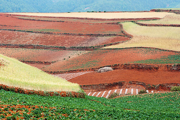 Image showing Field landscape