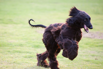 Image showing Afghan hound dog running