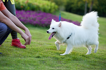 Image showing Samoyed dog running