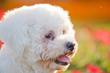 Image showing Poodle dog