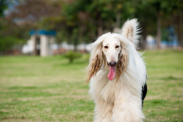 Image showing Afghan hound dog