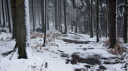 Image showing Winter forest