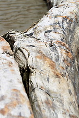 Image showing Driftwood