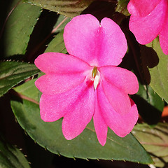 Image showing Impatiens New Guinea flower