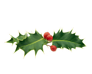 Image showing Holly