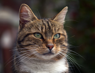 Image showing Cat