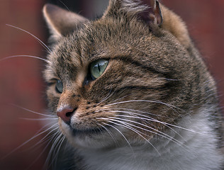 Image showing Cat