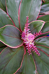 Image showing bromeliad in bloom