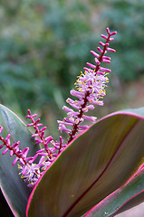 Image showing close up of bromeliad in bloom