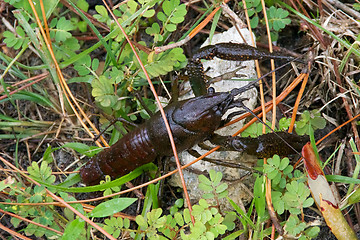 Image showing crawfish walking on land