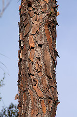 Image showing florida pine bark