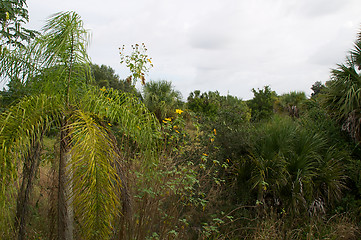 Image showing florida wilderness scene