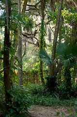 Image showing Idyllic tropical pathway