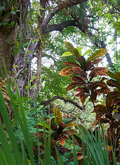 Image showing Idyllic tropical scene