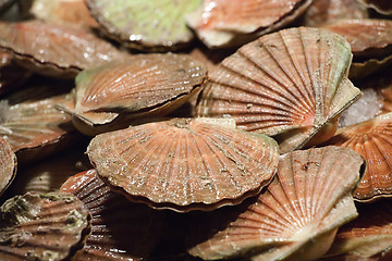 Image showing scallop shells