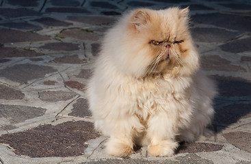 Image showing old red Persian cat