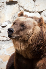 Image showing Bear
