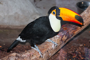 Image showing Toucan