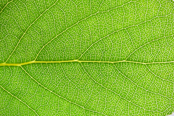 Image showing Green leaf